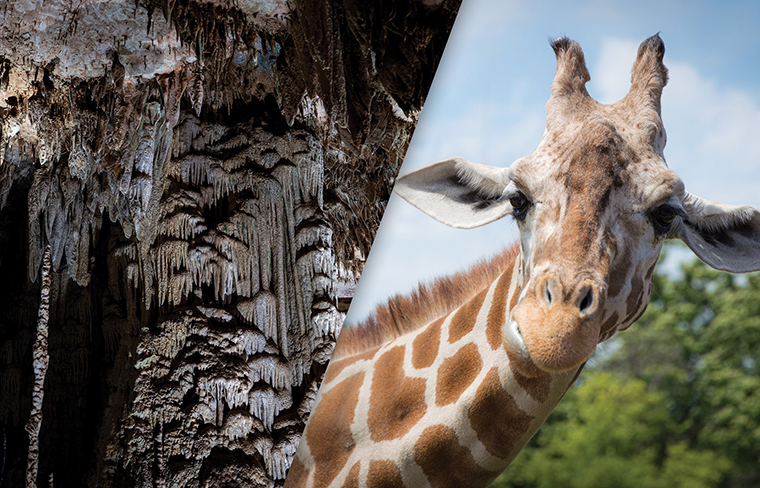 Child care, all-ages attractions available for families during SABCS®